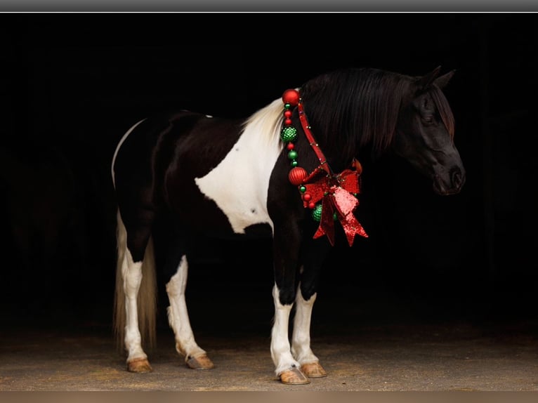 Frison Jument 5 Ans 155 cm Pinto in Quitman