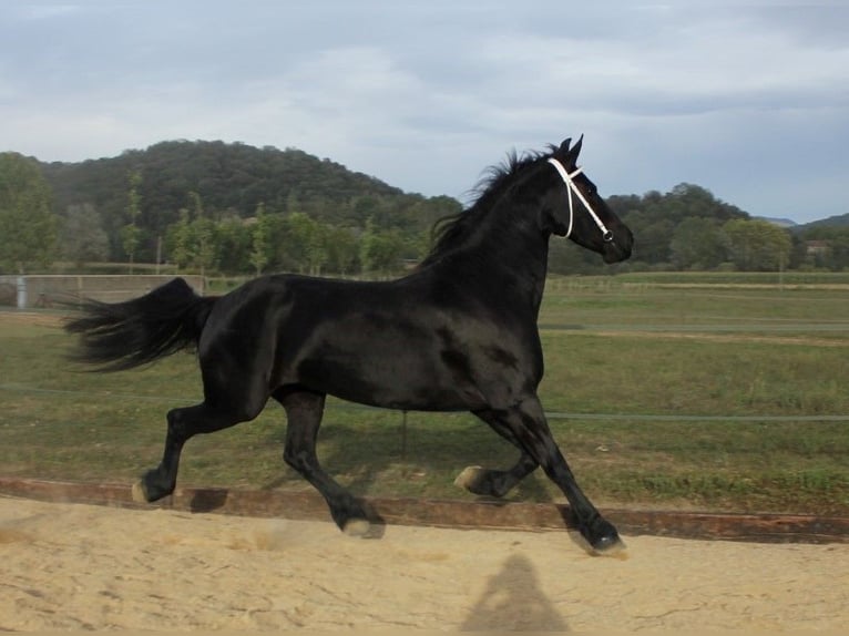 Frison Jument 5 Ans 158 cm Noir in Olot