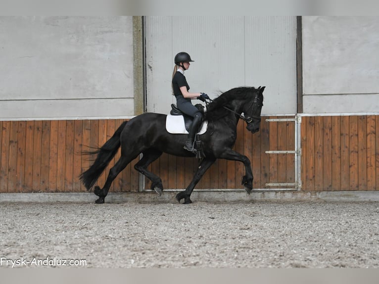 Frison Jument 5 Ans 159 cm Noir in Mijnsheerenland