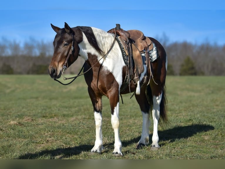 Frison Croisé Jument 5 Ans 160 cm in Somerset, KY