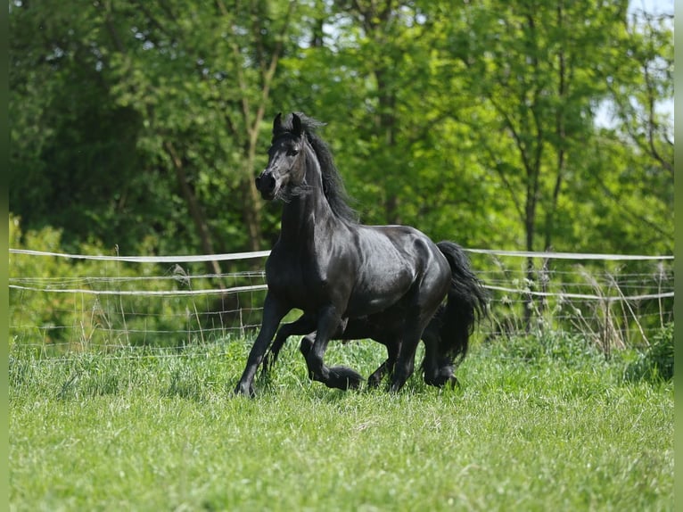 Frison Jument 5 Ans 161 cm Noir in JEZOW