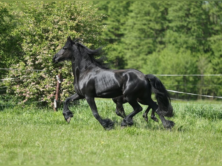 Frison Jument 5 Ans 161 cm Noir in JEZOW