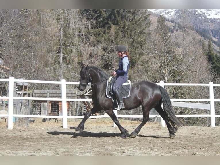 Frison Jument 5 Ans 162 cm Noir in Bad Kleinkirchheim