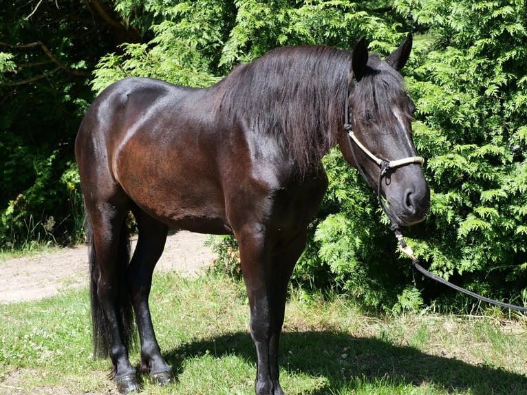 Frison Croisé Jument 5 Ans 162 cm Noir in Windhagen