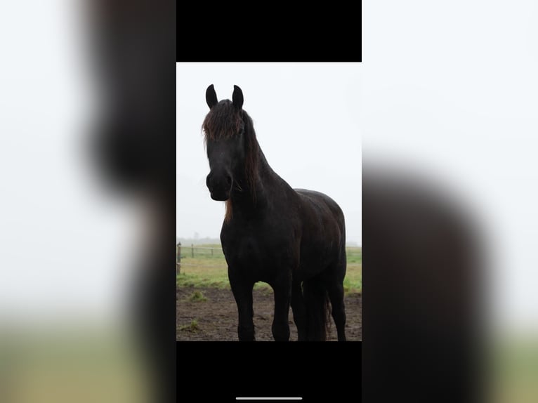 Frison Jument 5 Ans 163 cm Noir in Sas van Gent