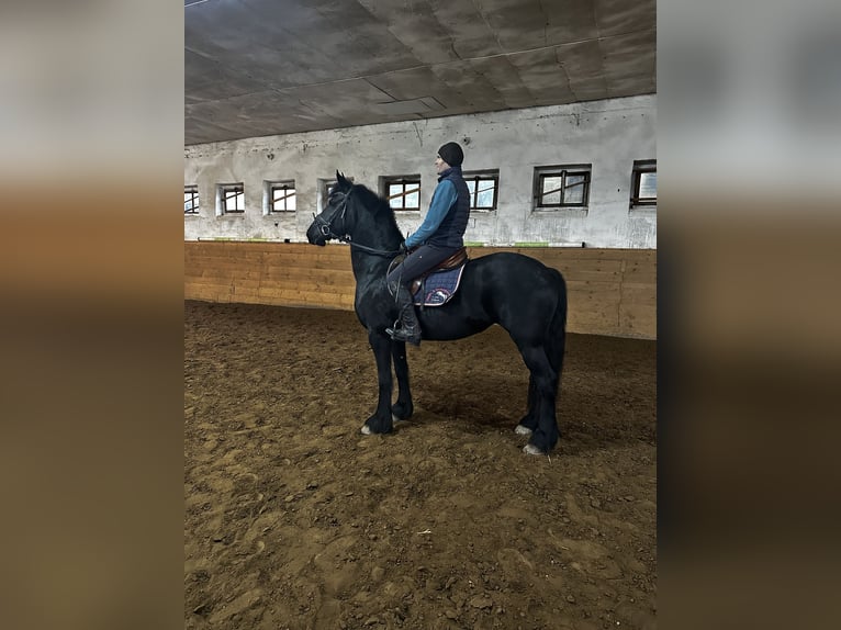 Frison Jument 5 Ans 165 cm in Petersberg