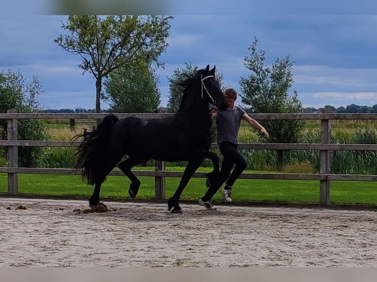 Frison Jument 5 Ans 165 cm Noir in Scharmer
