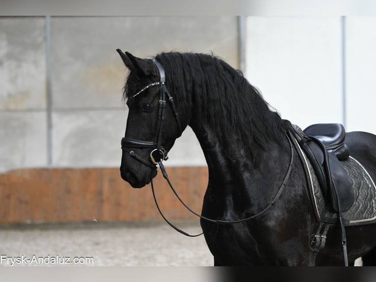 Frison Jument 5 Ans 165 cm Noir in Mijnsheerenland