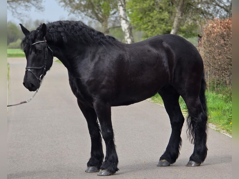 Frison Jument 5 Ans 167 cm Noir in Someren