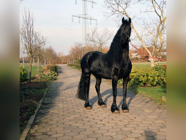 Frison Jument 5 Ans 167 cm Noir in Valkenswaard