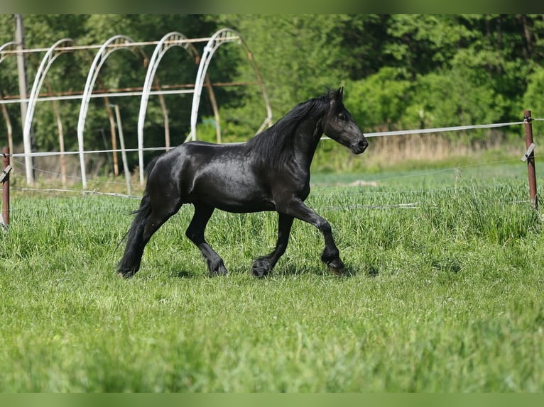 Frison Jument 5 Ans 167 cm Noir in JEZOW