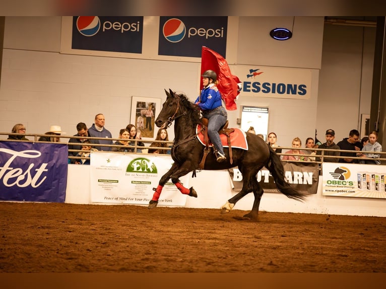 Frison Croisé Jument 5 Ans 168 cm Noir in Warsaw