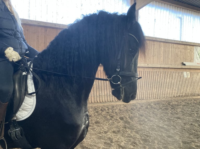 Frison Jument 5 Ans 170 cm Noir in Petersberg