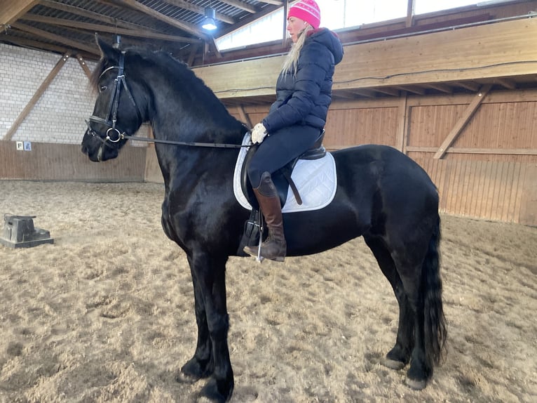Frison Jument 5 Ans 170 cm Noir in Petersberg