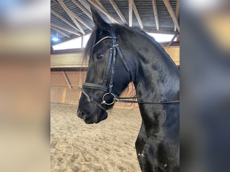 Frison Jument 5 Ans 170 cm Noir in Petersberg