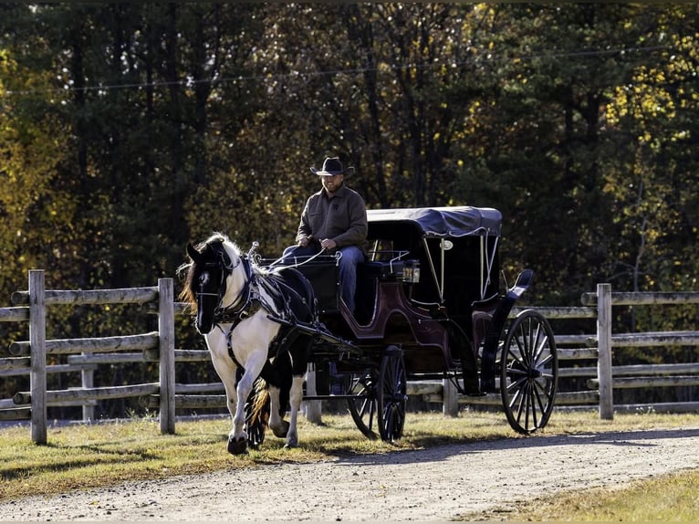 Frison Croisé Jument 5 Ans 170 cm in Nevis, MN