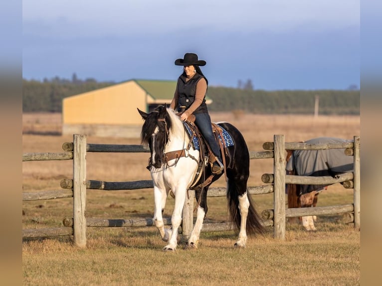 Frison Croisé Jument 5 Ans 170 cm in Nevis, MN