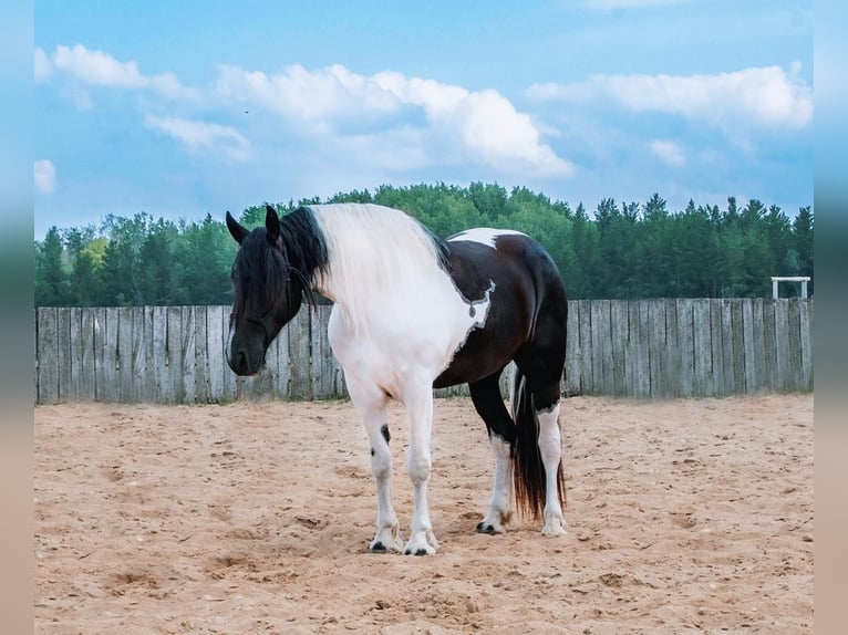 Frison Croisé Jument 5 Ans 170 cm in Nevis, MN