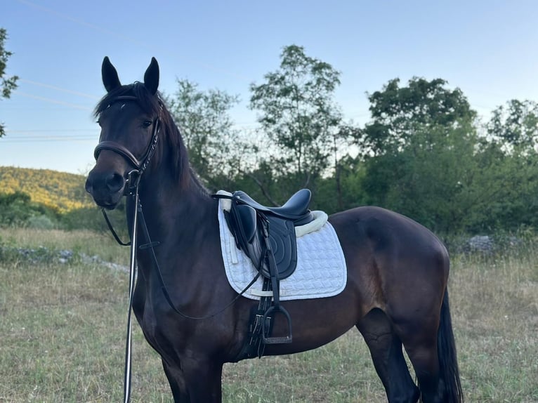 Frison Croisé Jument 5 Ans 171 cm Bai brun in Kamen