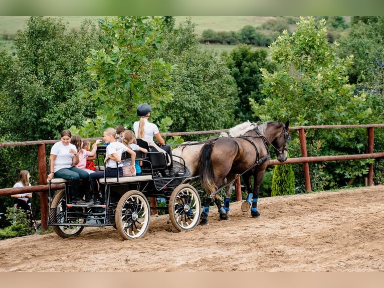 Frison Croisé Jument 5 Ans 174 cm Noir in Satu Mare, Sanislau