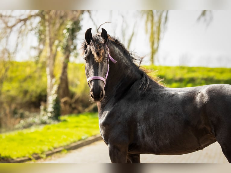 Frison Jument 5 Ans Noir in Sint-Maartensdijk