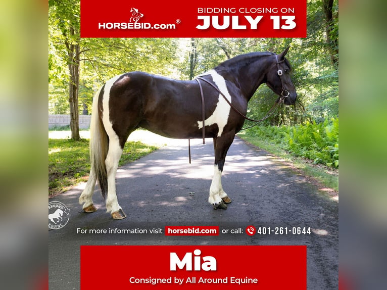 Frison Croisé Jument 5 Ans Pinto in Rochester