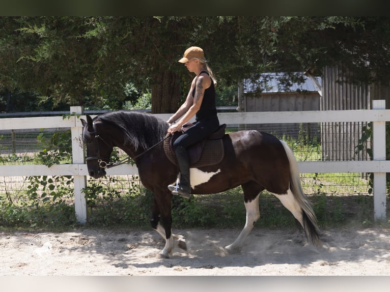 Frison Croisé Jument 5 Ans Pinto in Rochester