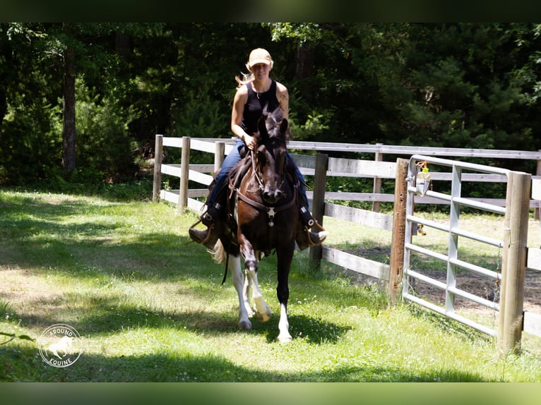 Frison Croisé Jument 5 Ans Pinto in Rochester