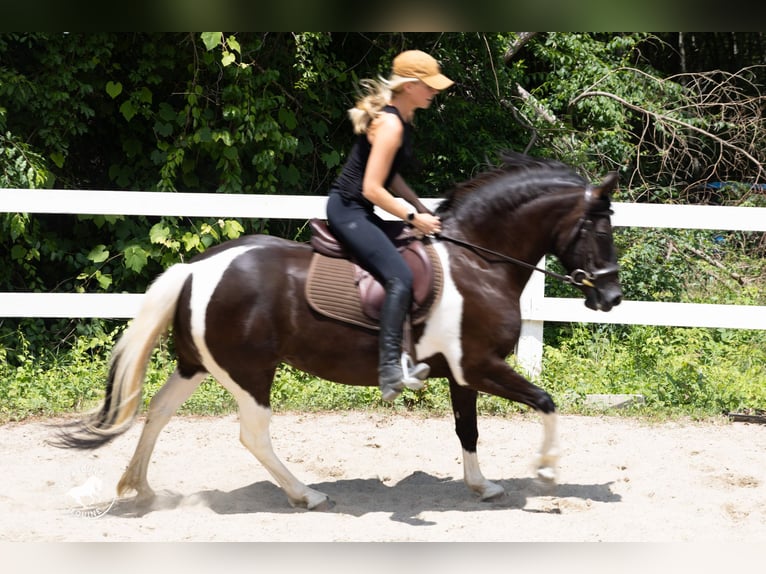 Frison Croisé Jument 5 Ans Pinto in Rochester
