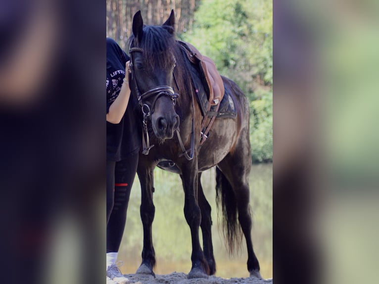 Frison Croisé Jument 6 Ans 149 cm Noir in Soltau