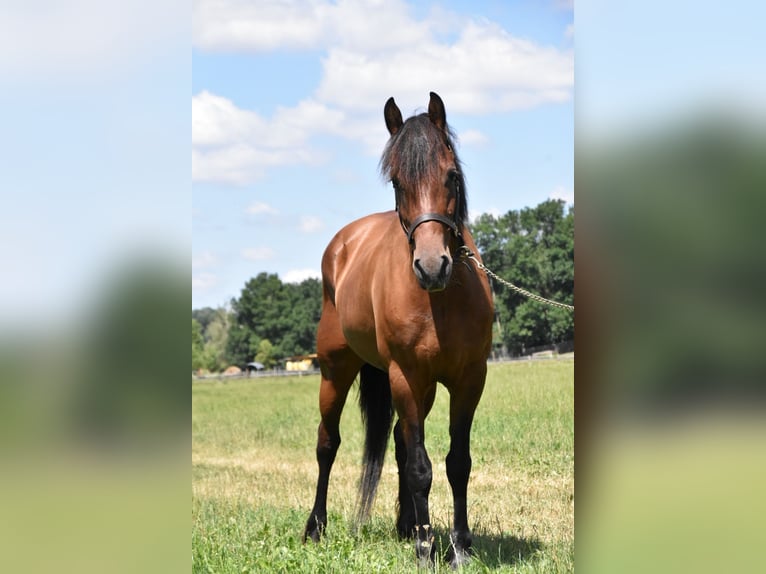 Frison Croisé Jument 6 Ans 152 cm Bai in Arnstorf