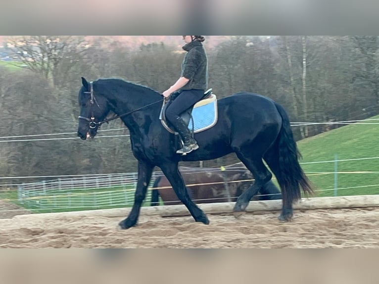 Frison Jument 6 Ans 159 cm Noir in Morsbach