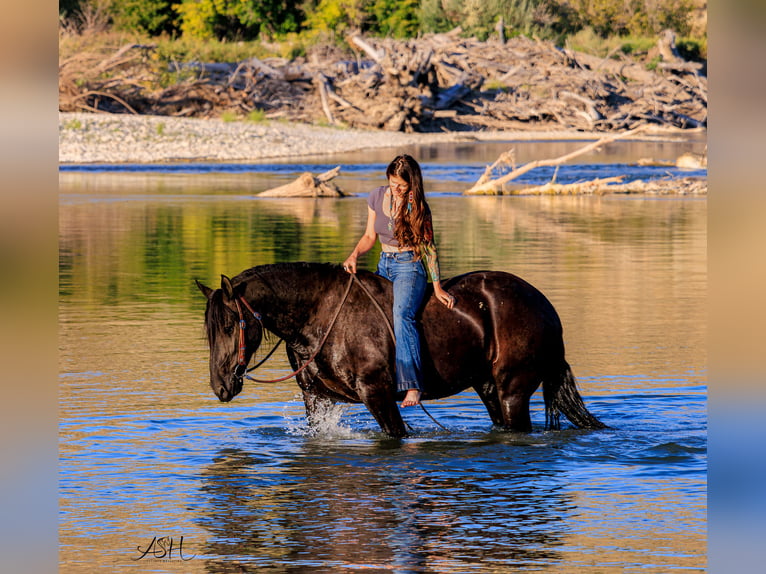 Frison Jument 6 Ans 160 cm Noir in Billings