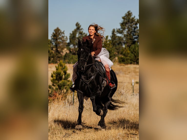 Frison Jument 6 Ans 160 cm Noir in Billings