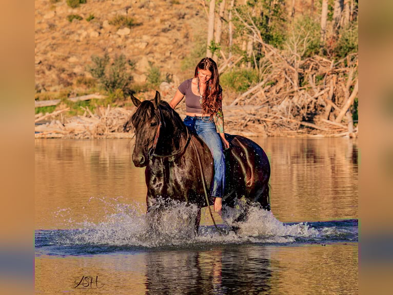 Frison Jument 6 Ans 160 cm Noir in Billings