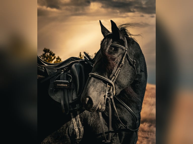 Frison Jument 6 Ans 160 cm Noir in Billings