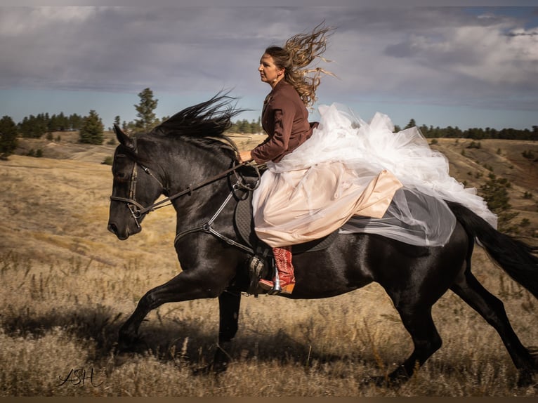 Frison Jument 6 Ans 160 cm Noir in Billings