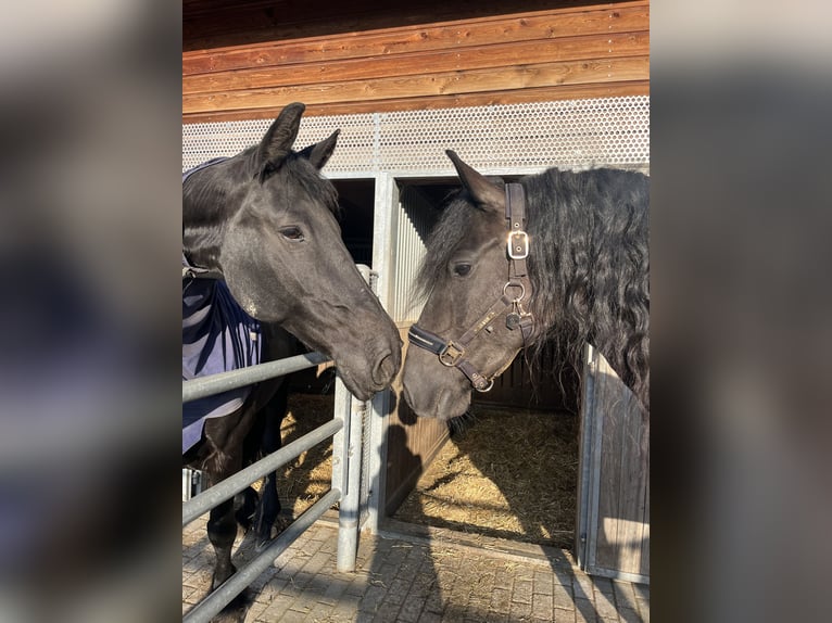 Frison Jument 6 Ans 160 cm Noir in Holzkirchen