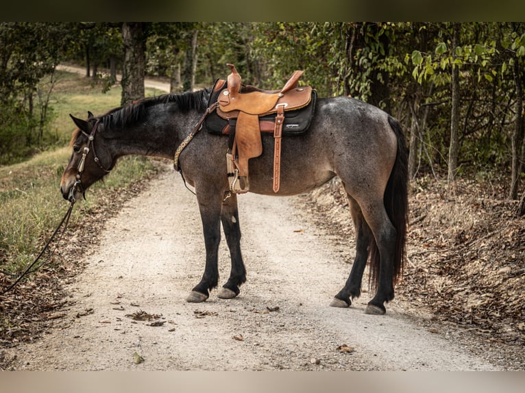 Frison Croisé Jument 6 Ans 160 cm Roan-Bay in Saint Clair