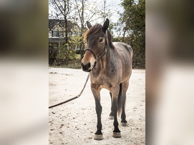 Frison Croisé Jument 6 Ans 160 cm Roan-Bay in Saint Clair