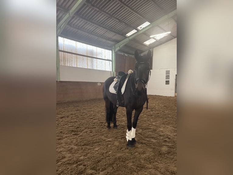 Frison Jument 6 Ans 162 cm Bai brun in Borstel