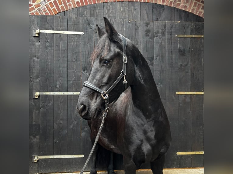 Frison Jument 6 Ans 163 cm Noir in Heinsberg
