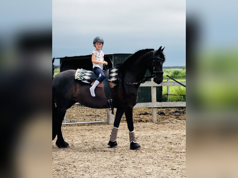 Frison Jument 6 Ans 167 cm Noir in Amstelhoek