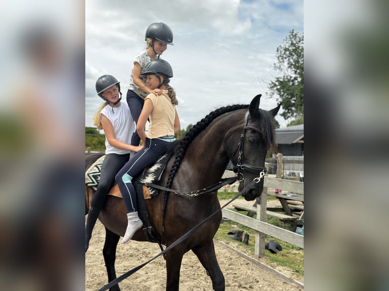 Frison Jument 6 Ans 167 cm Noir in Amstelhoek