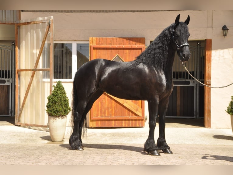 Frison Jument 6 Ans 167 cm Noir in Ochtendung