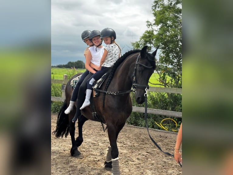 Frison Jument 6 Ans 167 cm Noir in de Hoef