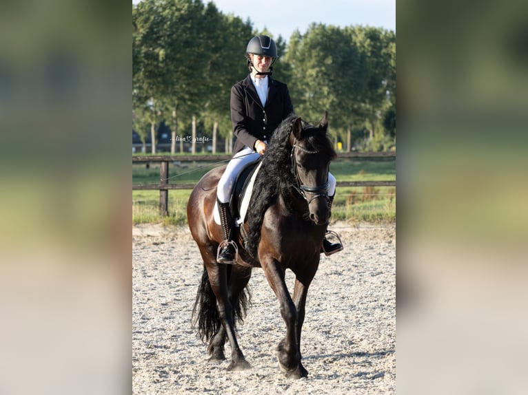 Frison Jument 6 Ans 167 cm Noir in de Hoef