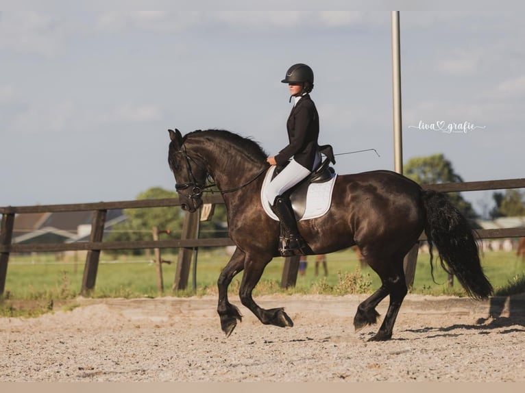 Frison Jument 6 Ans 167 cm Noir in de Hoef
