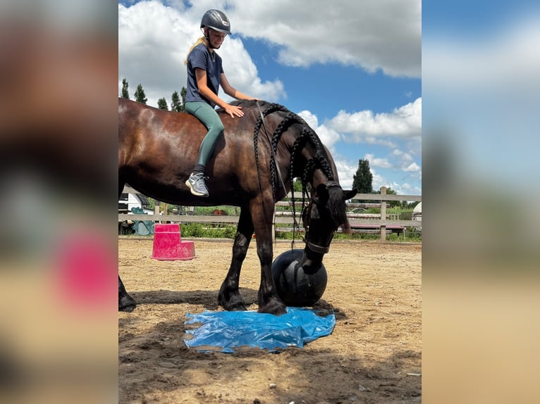 Frison Jument 6 Ans 167 cm Noir in de Hoef