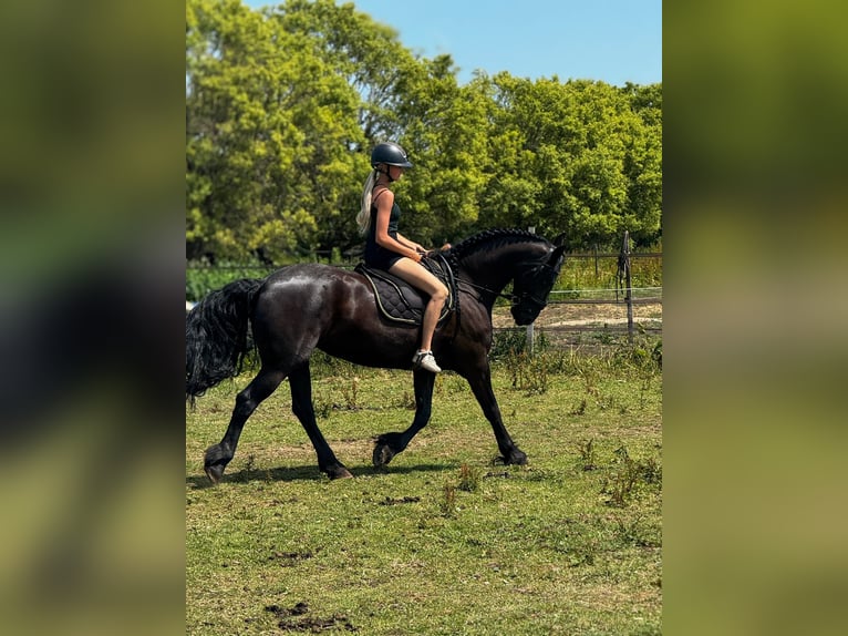 Frison Jument 6 Ans 167 cm Noir in de Hoef